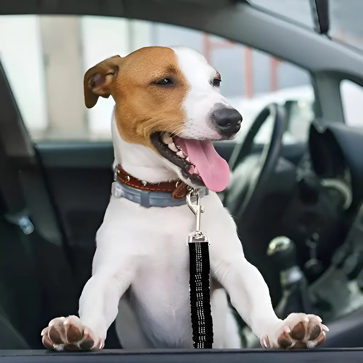 Correa Anti-Enredos Dúo + Correa de Coche GRATIS